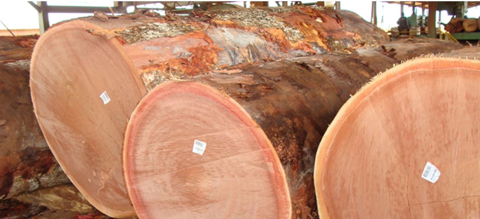 timber logs.jpg34 timber logs.jpg34
